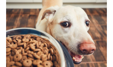 Alternativa de los piensos sin cereales (Grain Free) para perros con trastornos alimenticios